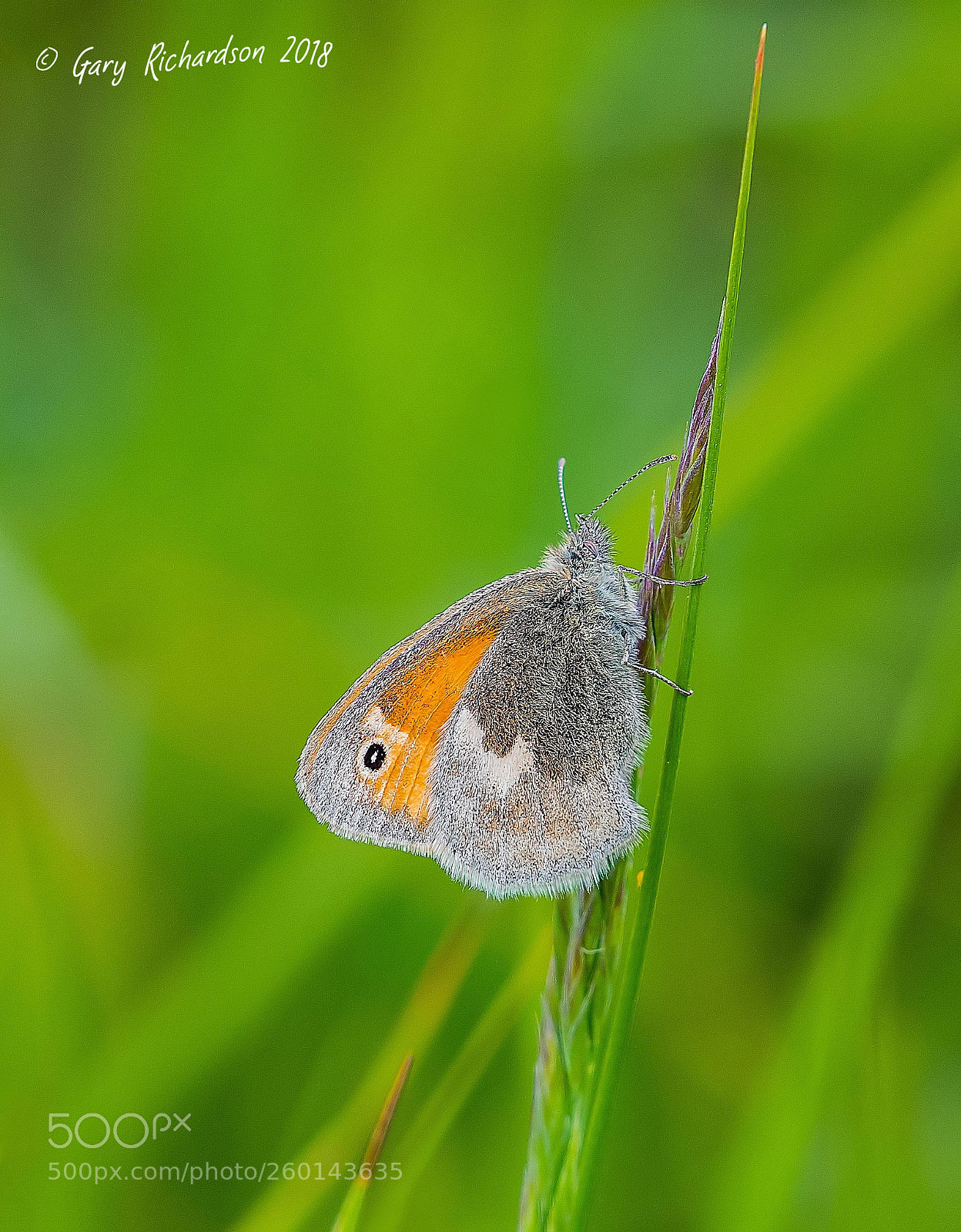Nikon D500 sample photo. Small heath photography