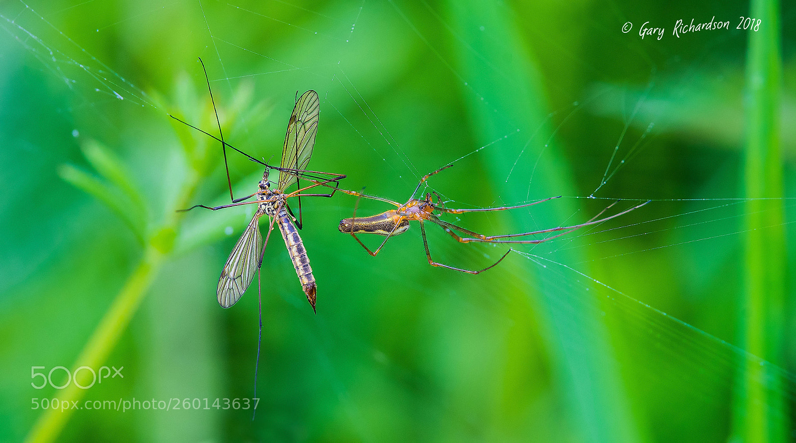Nikon D500 sample photo. Tetragnatha extensa photography