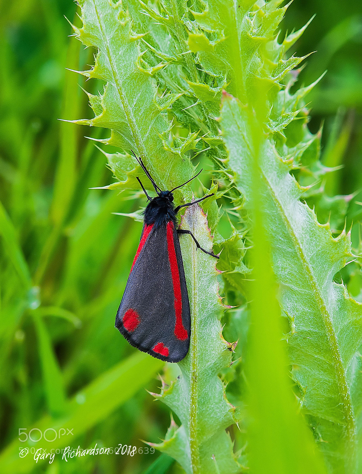 Nikon D500 sample photo. The cinnabar photography