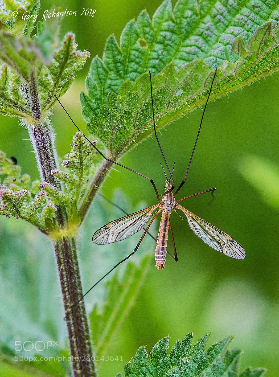 Nikon D500 sample photo. Tipula vernalis photography