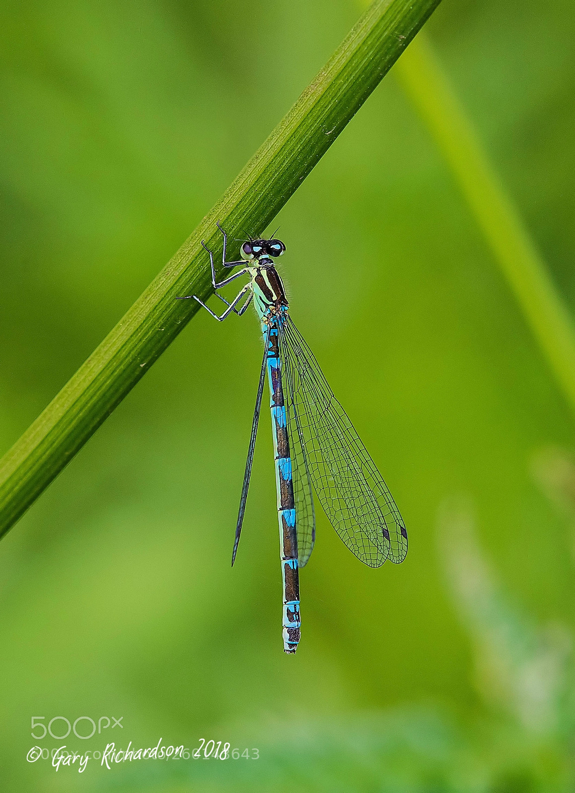 Nikon D500 sample photo. Variable damselfly photography