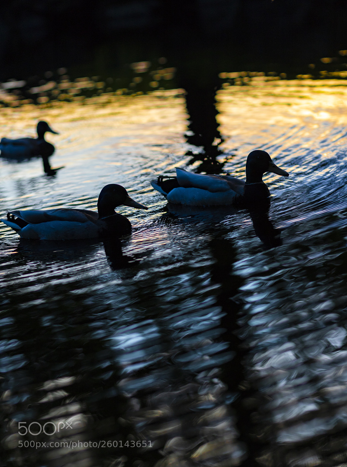 Canon EOS 6D Mark II sample photo. Evening swim photography