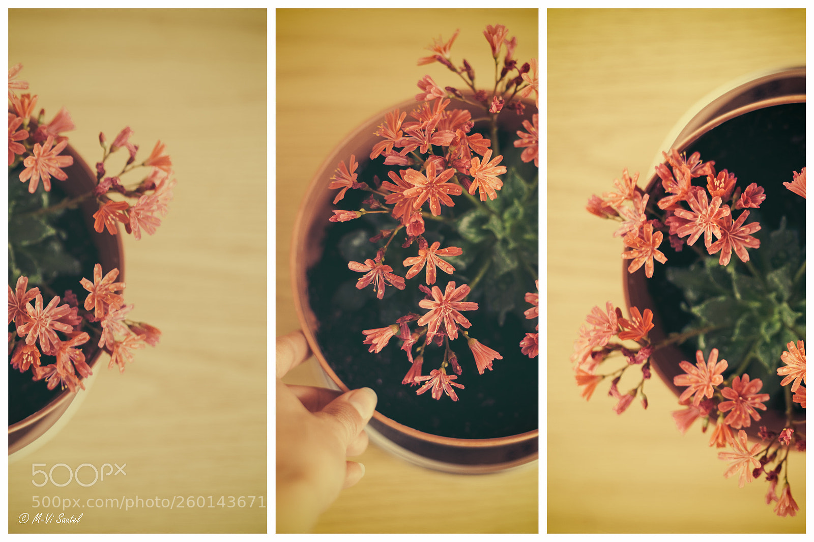 Nikon D700 sample photo. Une fleur un matin photography