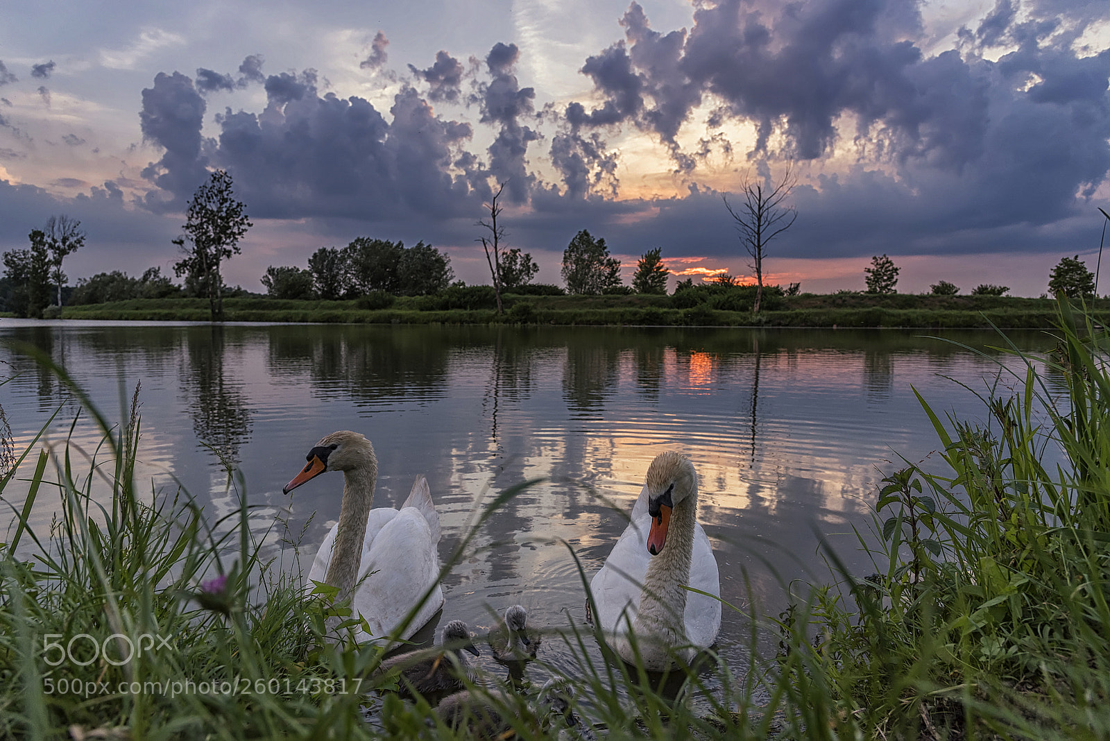 Nikon D750 sample photo. Swans at sunset photography