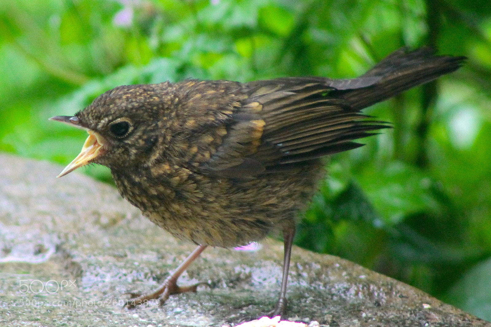 Canon EOS 1100D (EOS Rebel T3 / EOS Kiss X50) sample photo. Juvenile robin 6 photography