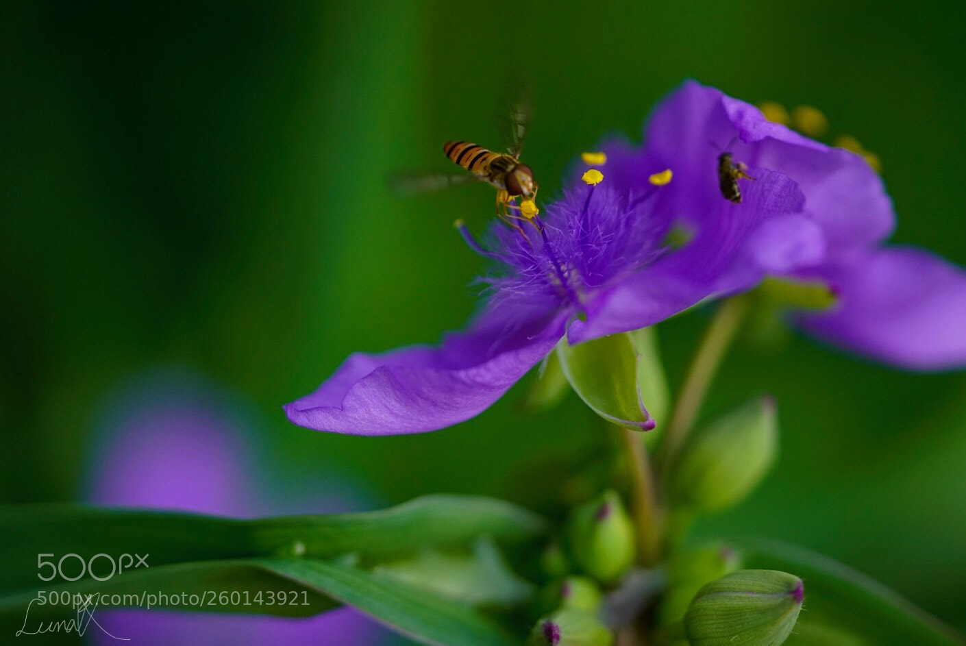 Sony a7R II sample photo. Most important thing is photography