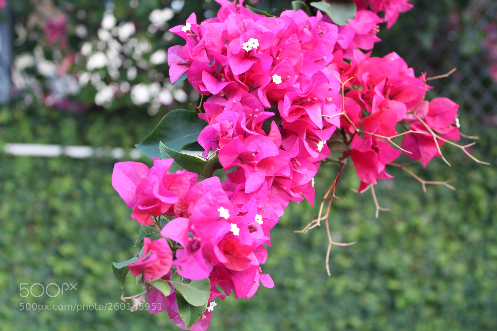Canon EOS 1300D (EOS Rebel T6 / EOS Kiss X80) sample photo. Foreground photography