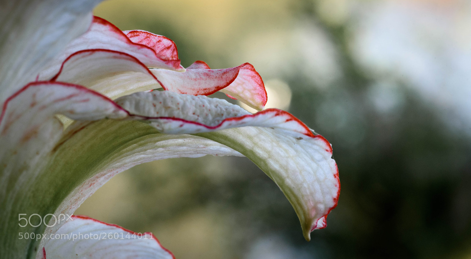 Nikon D750 sample photo. Amaryllis photography