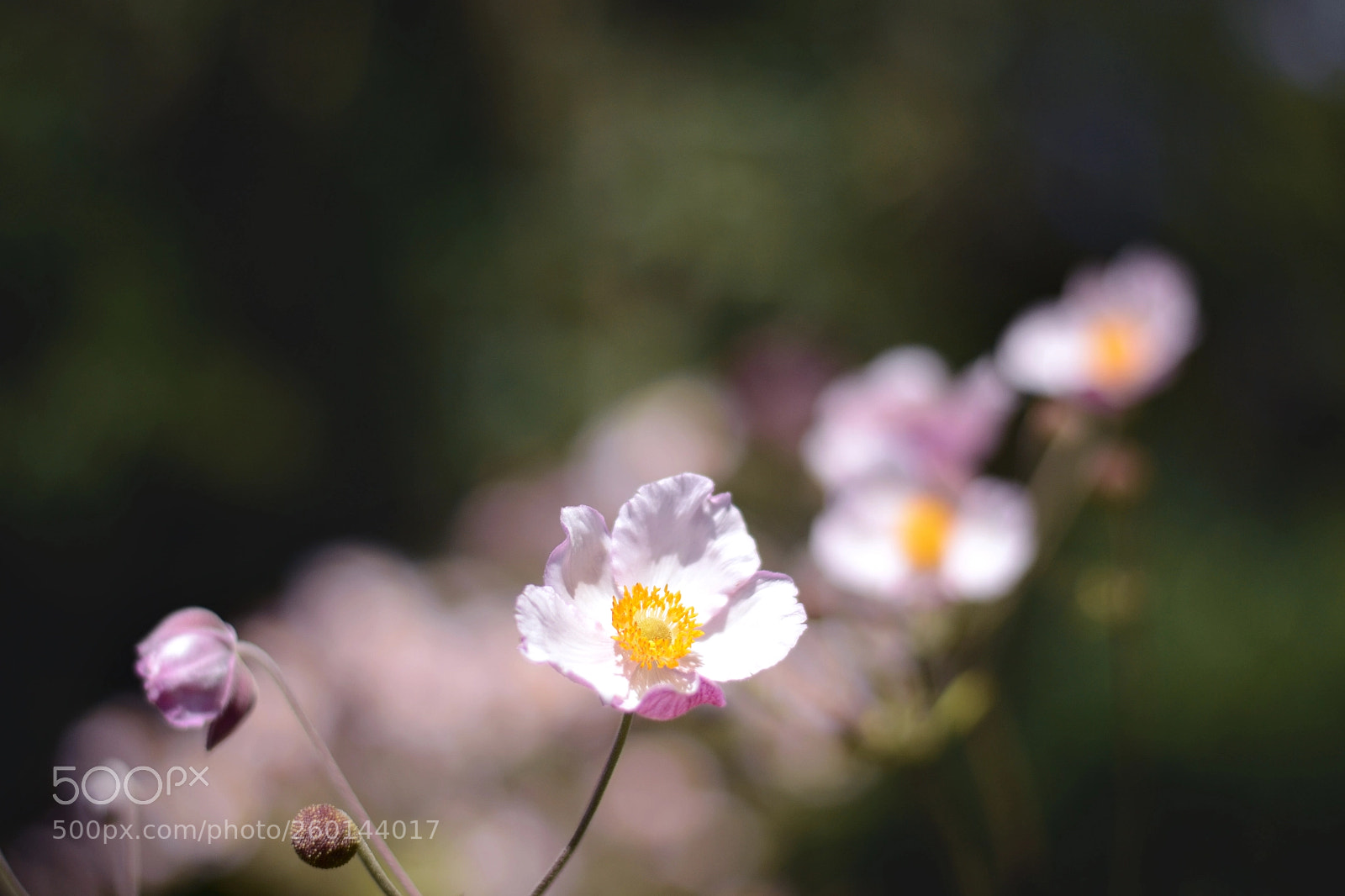 Nikon D3100 sample photo. Untitled photography