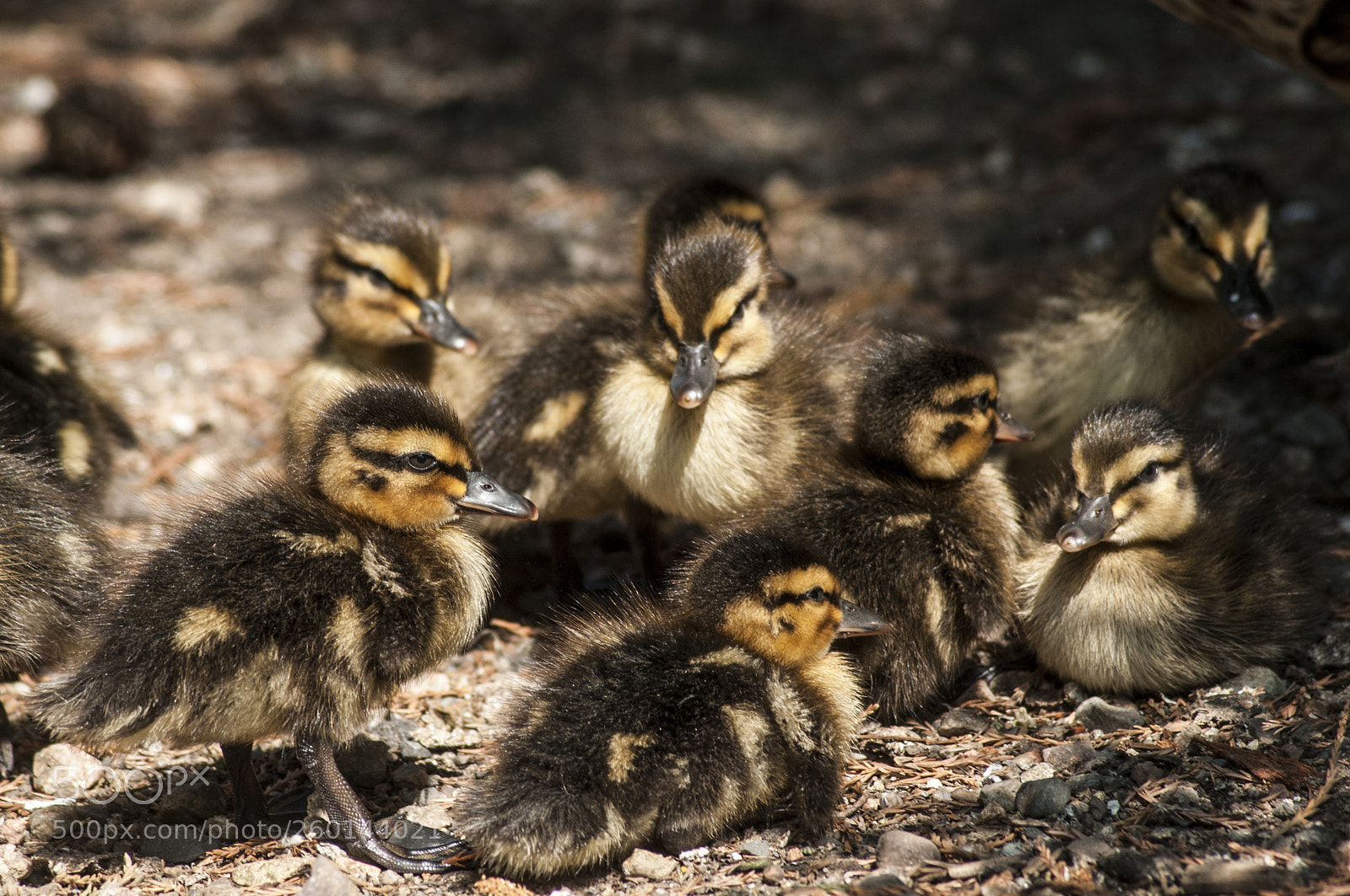 Nikon D300S sample photo. Ducklings photography