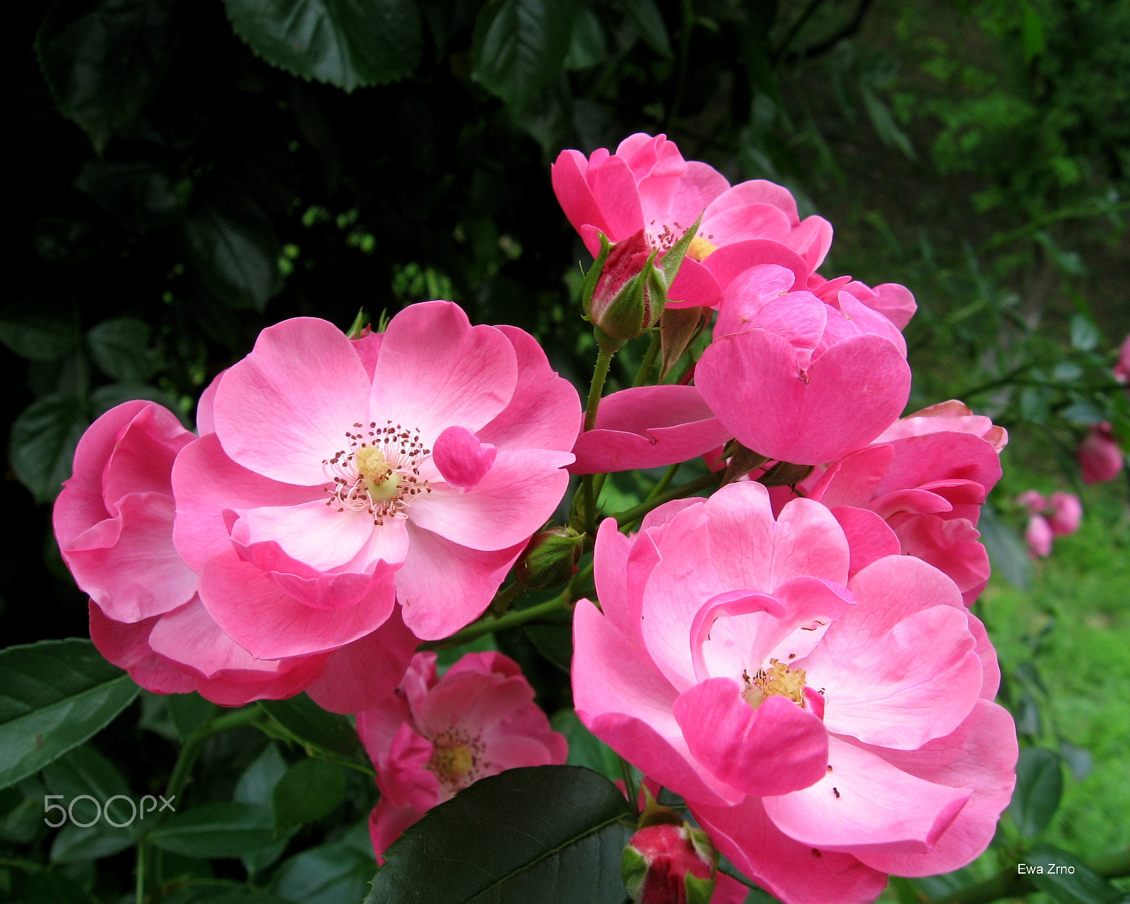 Canon POWERSHOT A540 sample photo. The beauty in my garden. photography