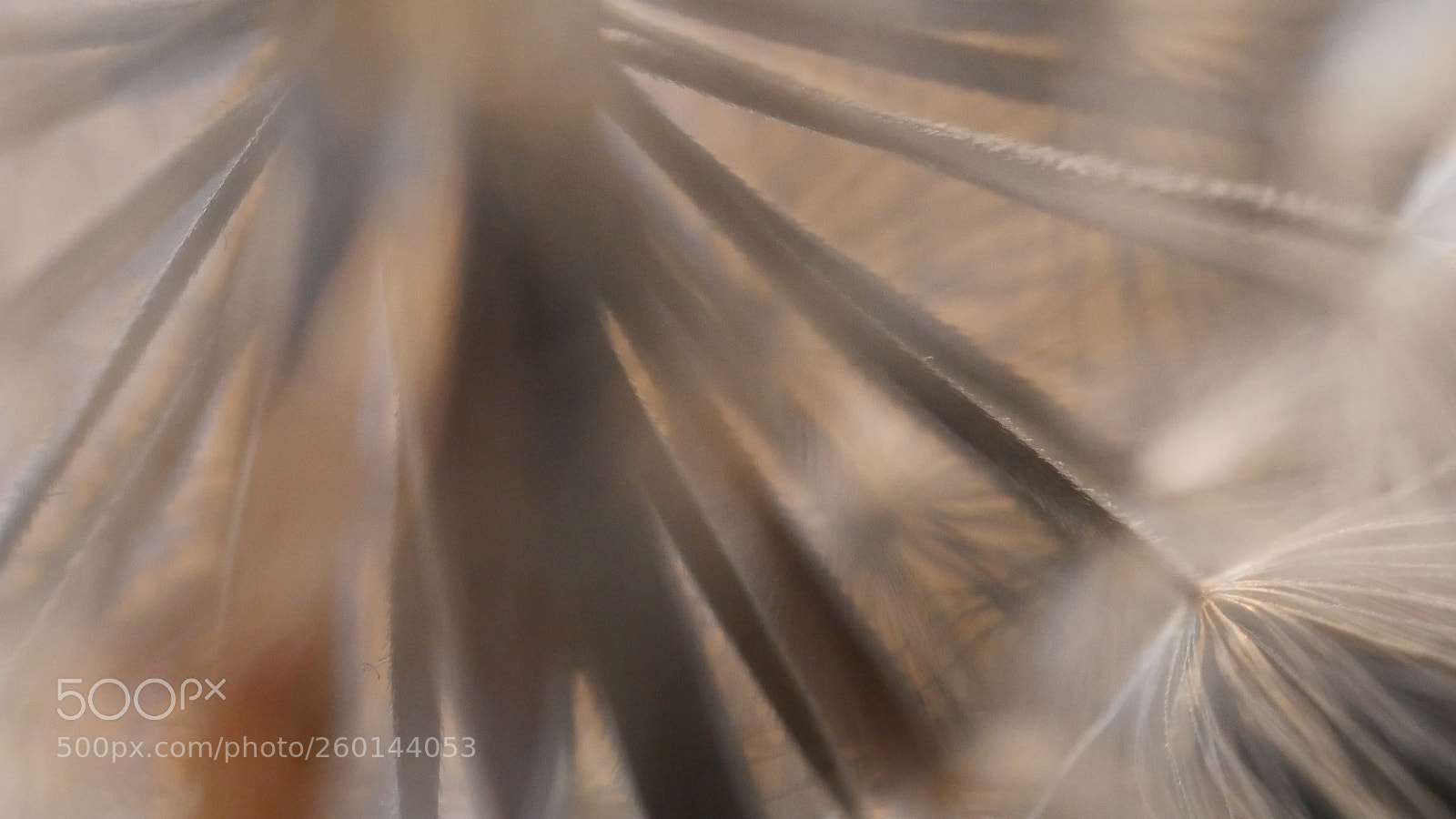 Panasonic Lumix DMC-GH4 sample photo. Comi non pruri photography