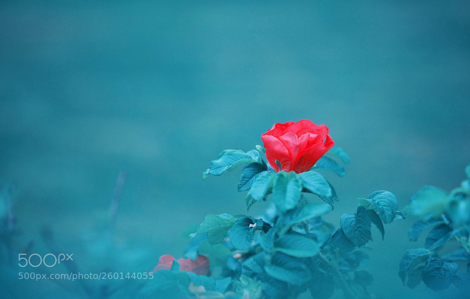 Nikon D850 sample photo. Red photography