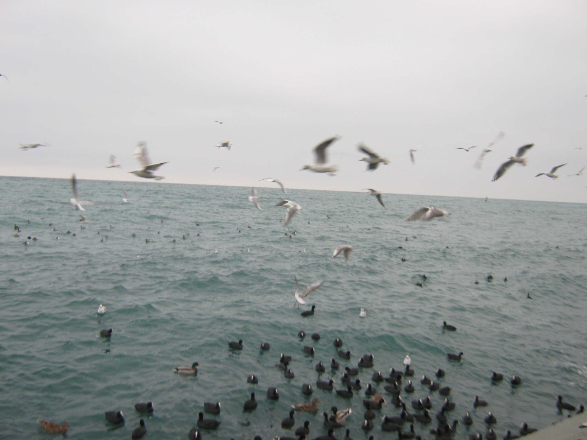 Canon PowerShot A470 sample photo. Img photography