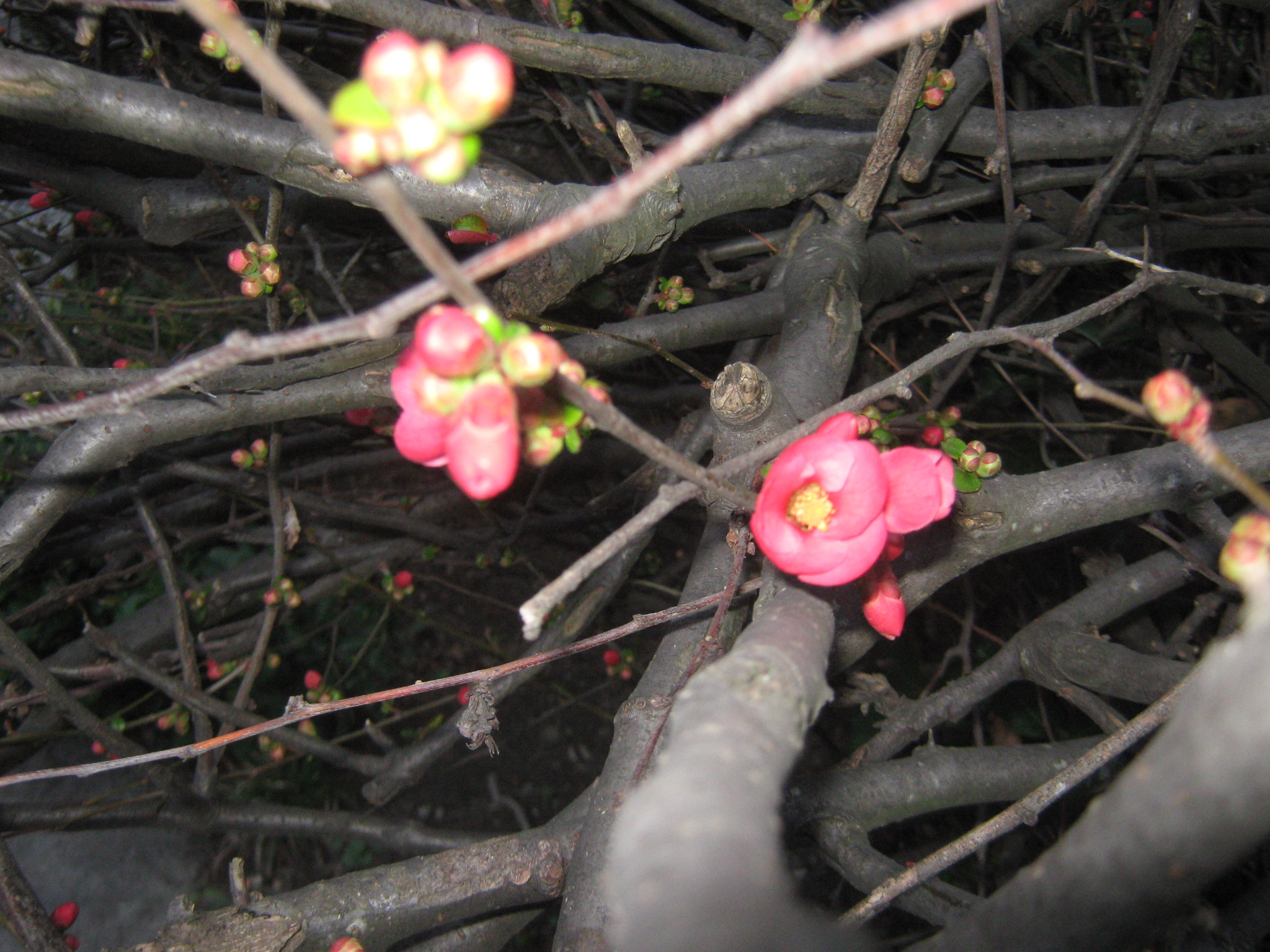 Canon PowerShot A470 sample photo. Img photography