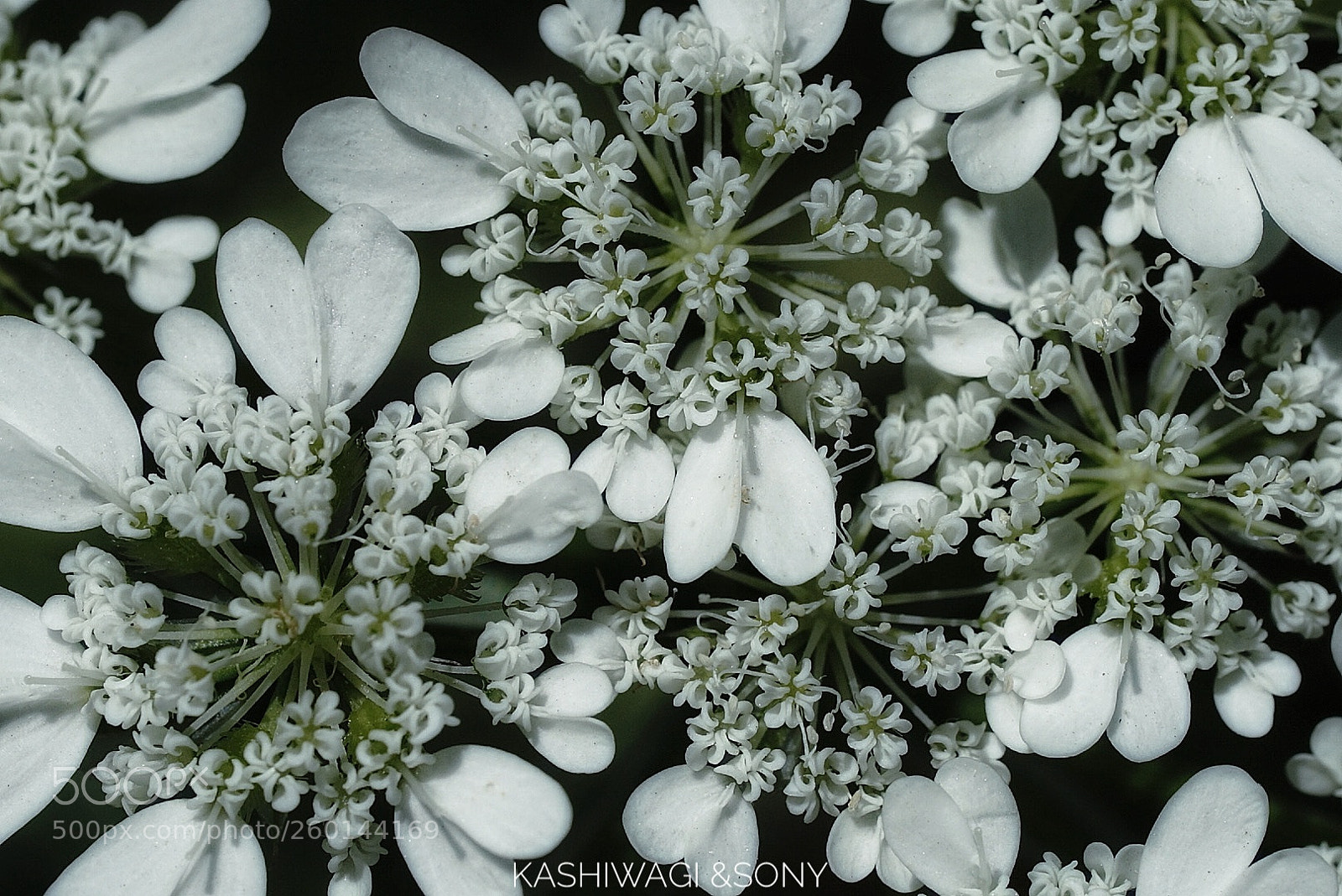 Sony a7 II sample photo. Small white world photography