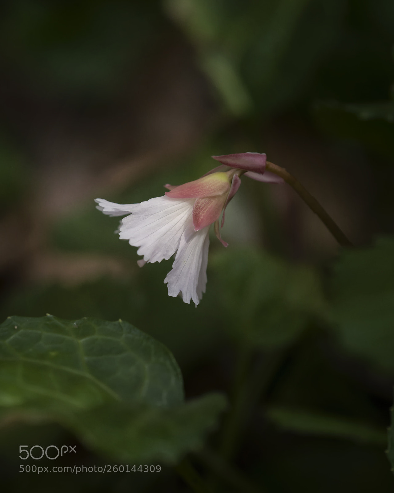 Nikon D7100 sample photo. Oconee bell photography