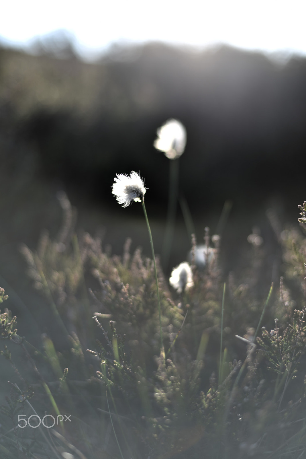 Nikon AF Nikkor 50mm F1.4D sample photo. Cottongrass in the evening light photography