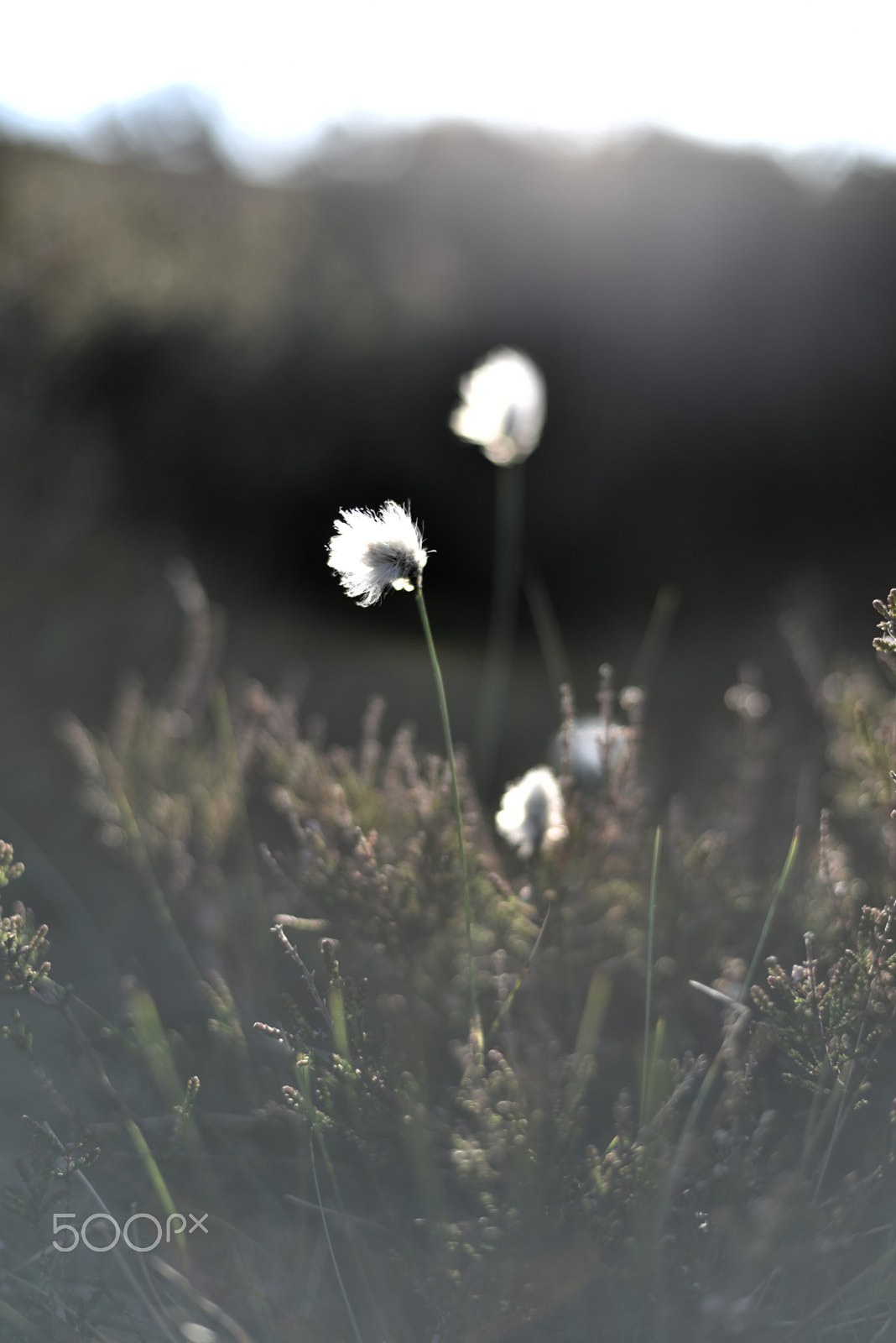 Nikon D750 + Nikon AF Nikkor 50mm F1.4D sample photo. Cottongrass in the evening light photography