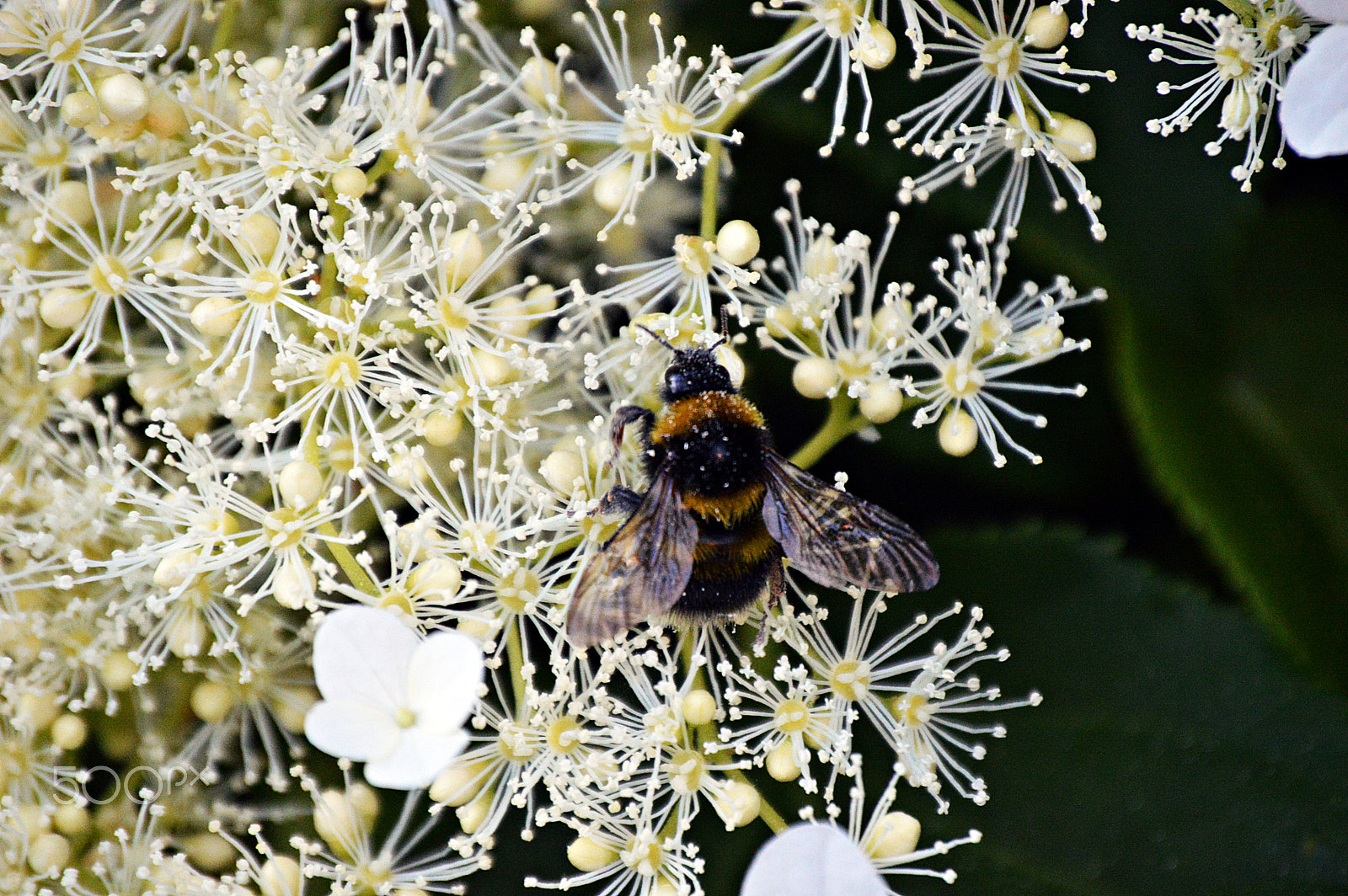 Nikon D3200 sample photo. Bee photography