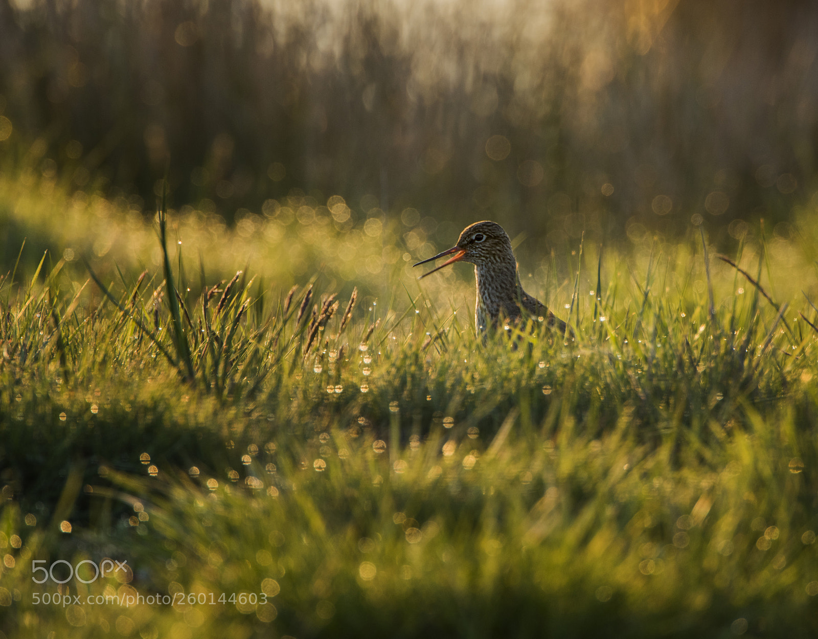 Nikon D810 sample photo. Morning redshank photography