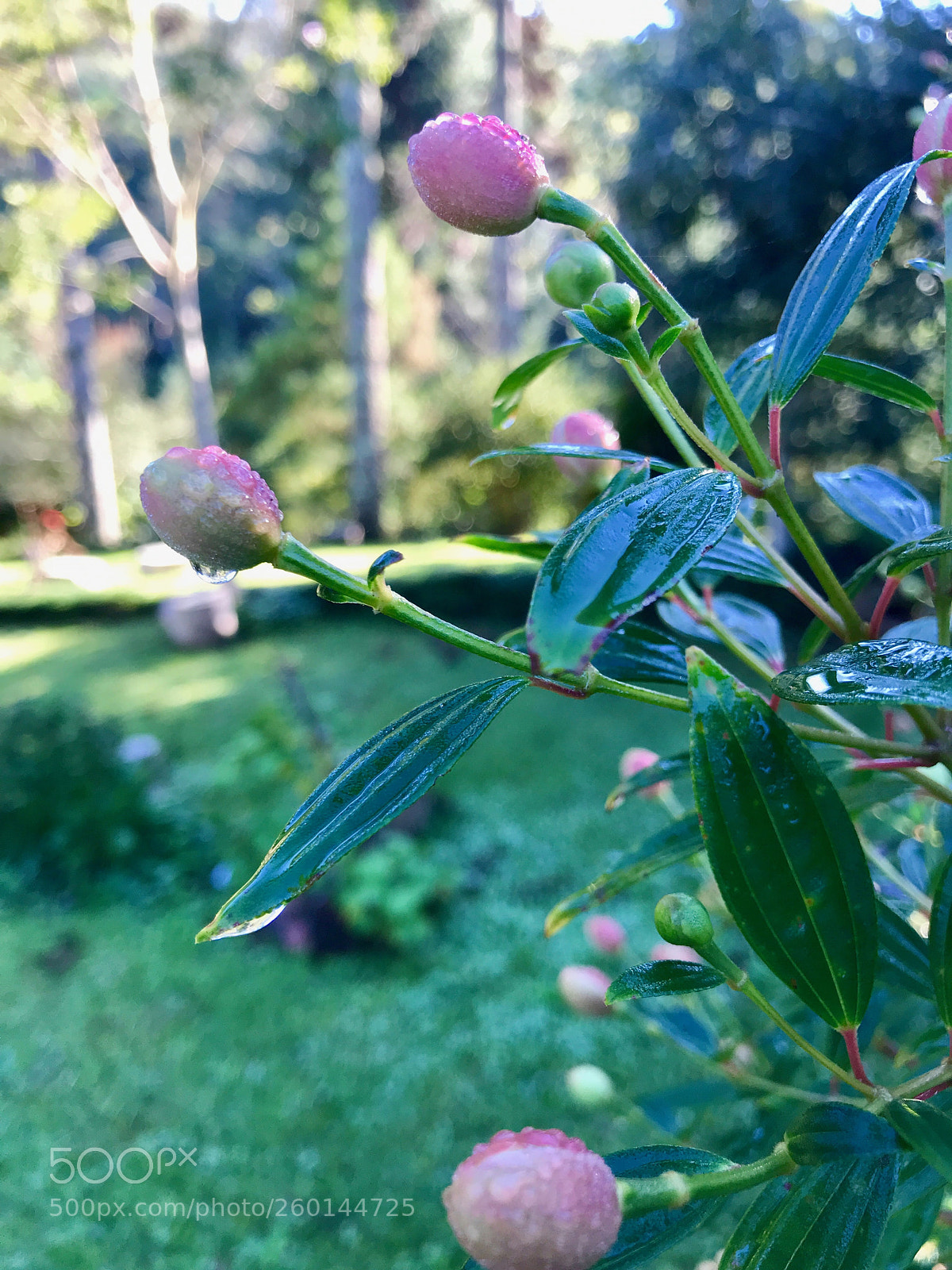 Apple iPhone 7 Plus sample photo. Buds photography
