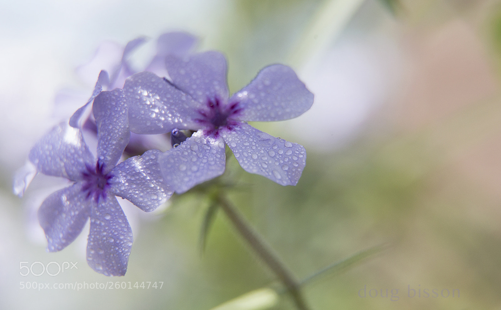 Canon EOS-1D X sample photo. R e f r photography