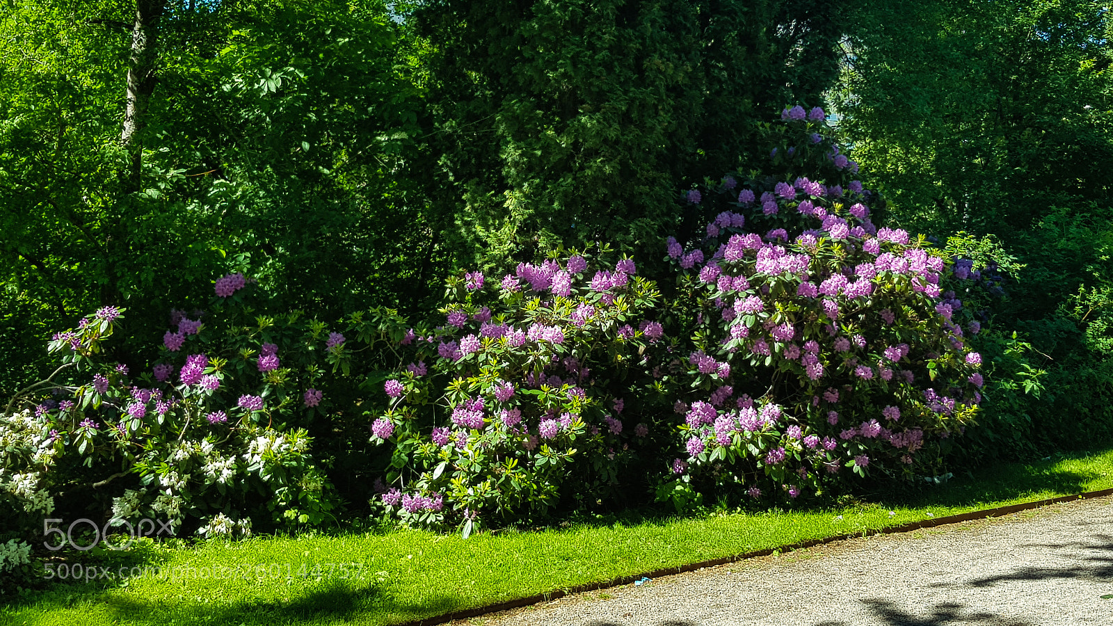 Samsung Galaxy S8 sample photo. Pink rhododendron bush in photography