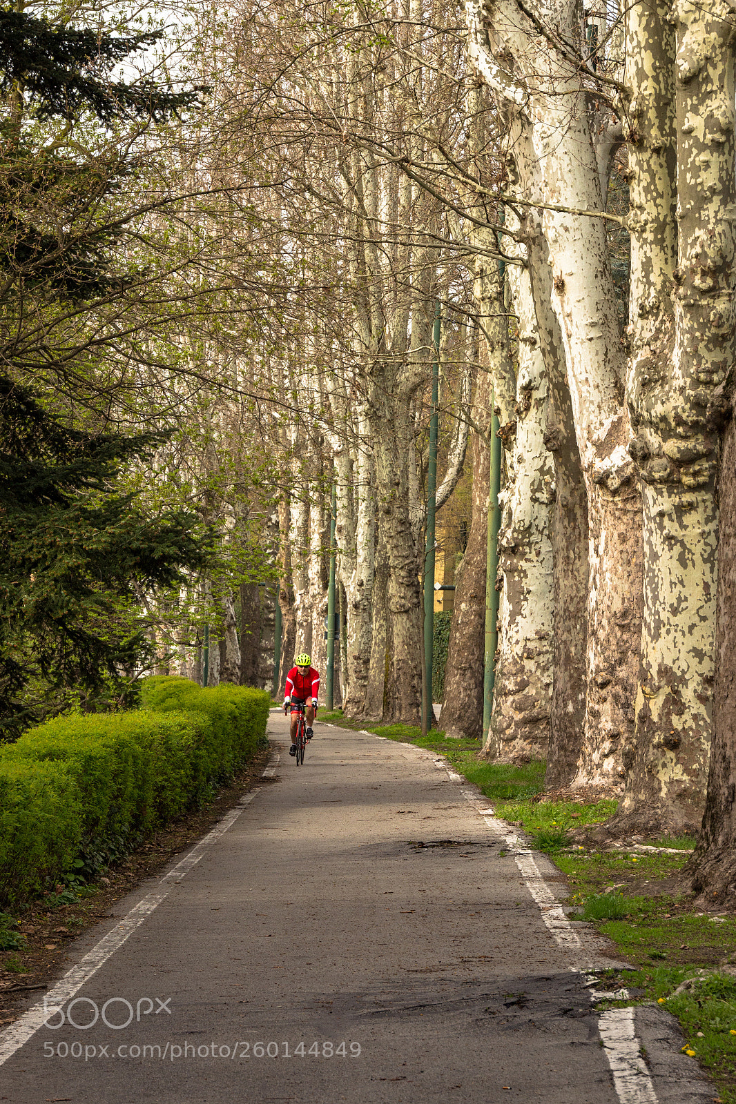 Canon EOS 700D (EOS Rebel T5i / EOS Kiss X7i) sample photo. Plane trees alley photography