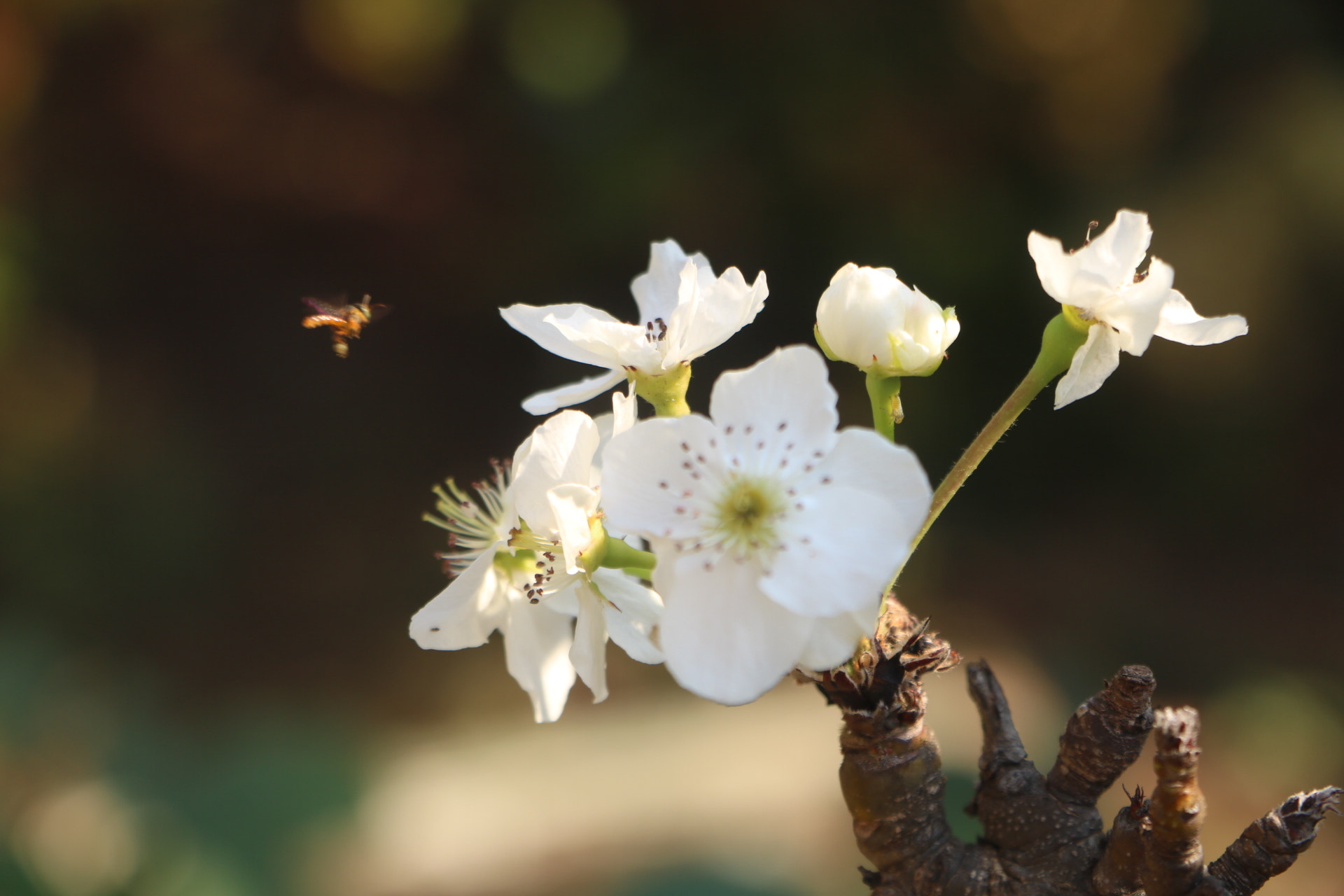 Canon EOS 750D (EOS Rebel T6i / EOS Kiss X8i) sample photo. Details photography