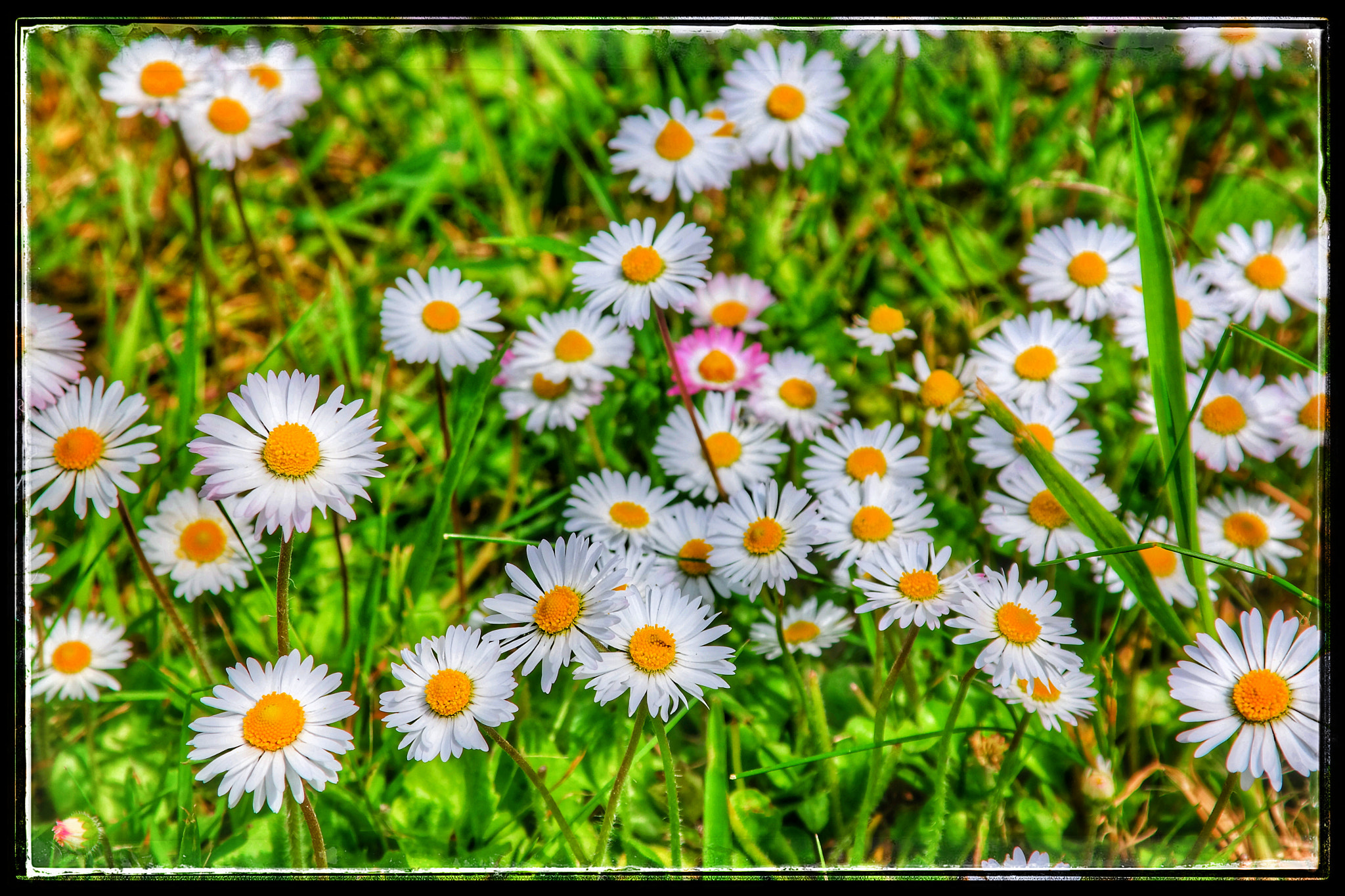 Samsung NX30 sample photo. Rathfriland daisies photography