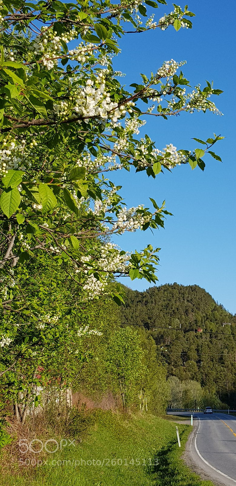 Samsung Galaxy S8 sample photo. Bird-cherry tree by the photography