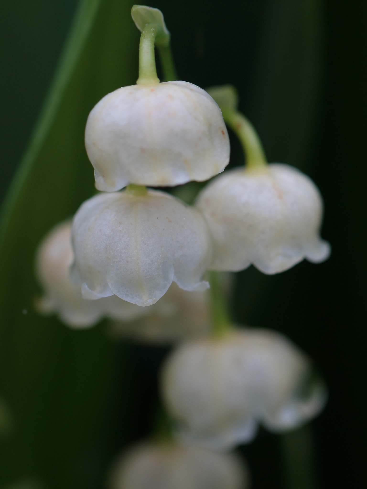 Canon EOS 70D + Canon EF 100mm F2.8L Macro IS USM sample photo. Lily of the valley photography