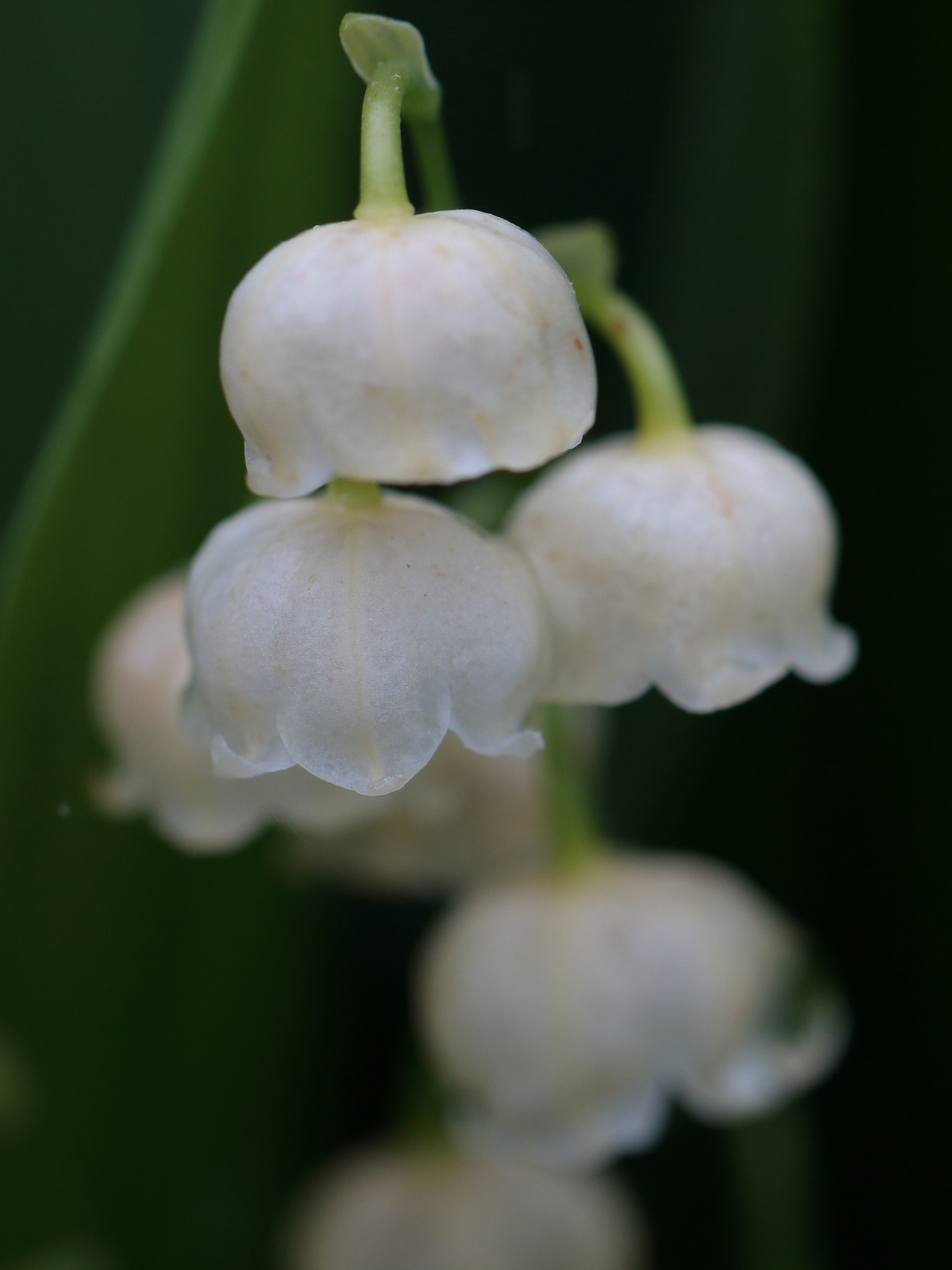 Canon EF 100mm F2.8L Macro IS USM sample photo. Lily of the valley photography