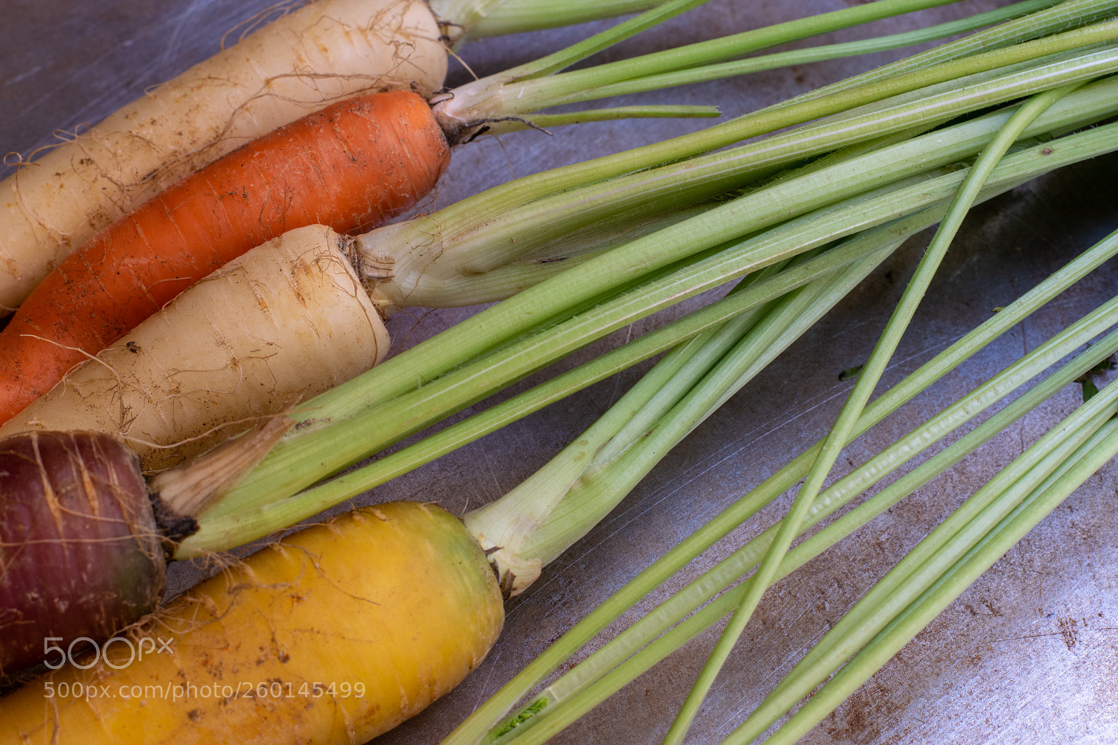 Nikon D5300 sample photo. Root lines photography