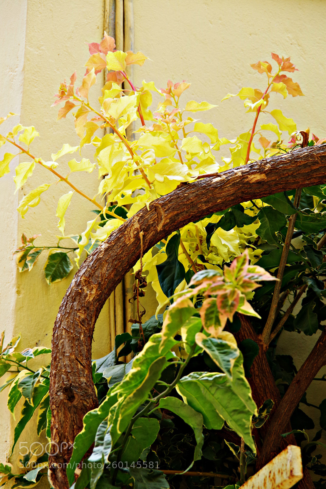 Pentax K-S2 sample photo. Untitled photography