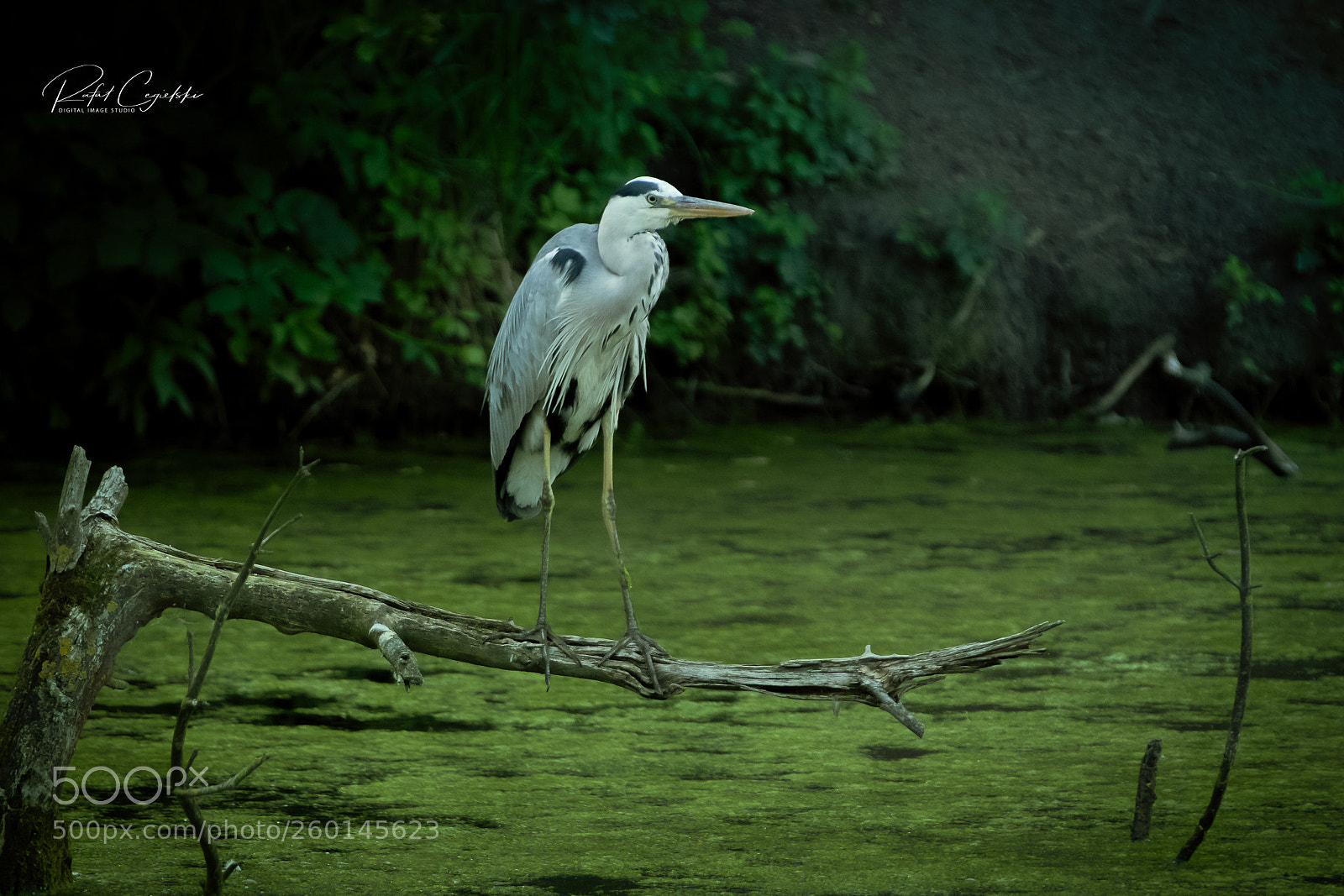 Canon EOS 80D sample photo. Ardea cinerea photography