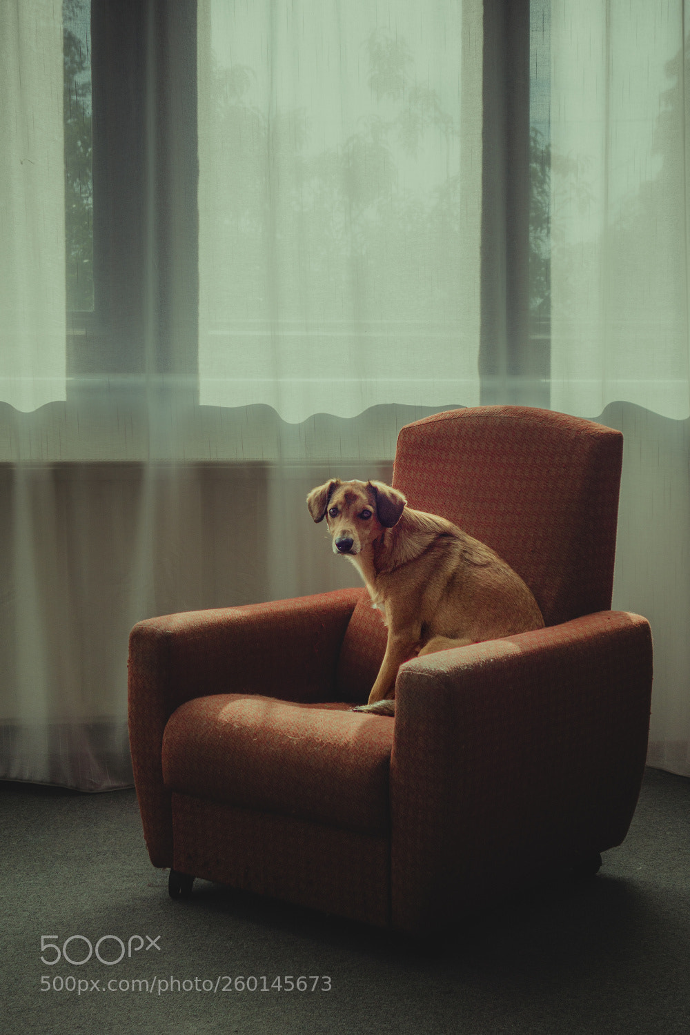 Sony Cyber-shot DSC-RX100 II sample photo. Dog 3 photography