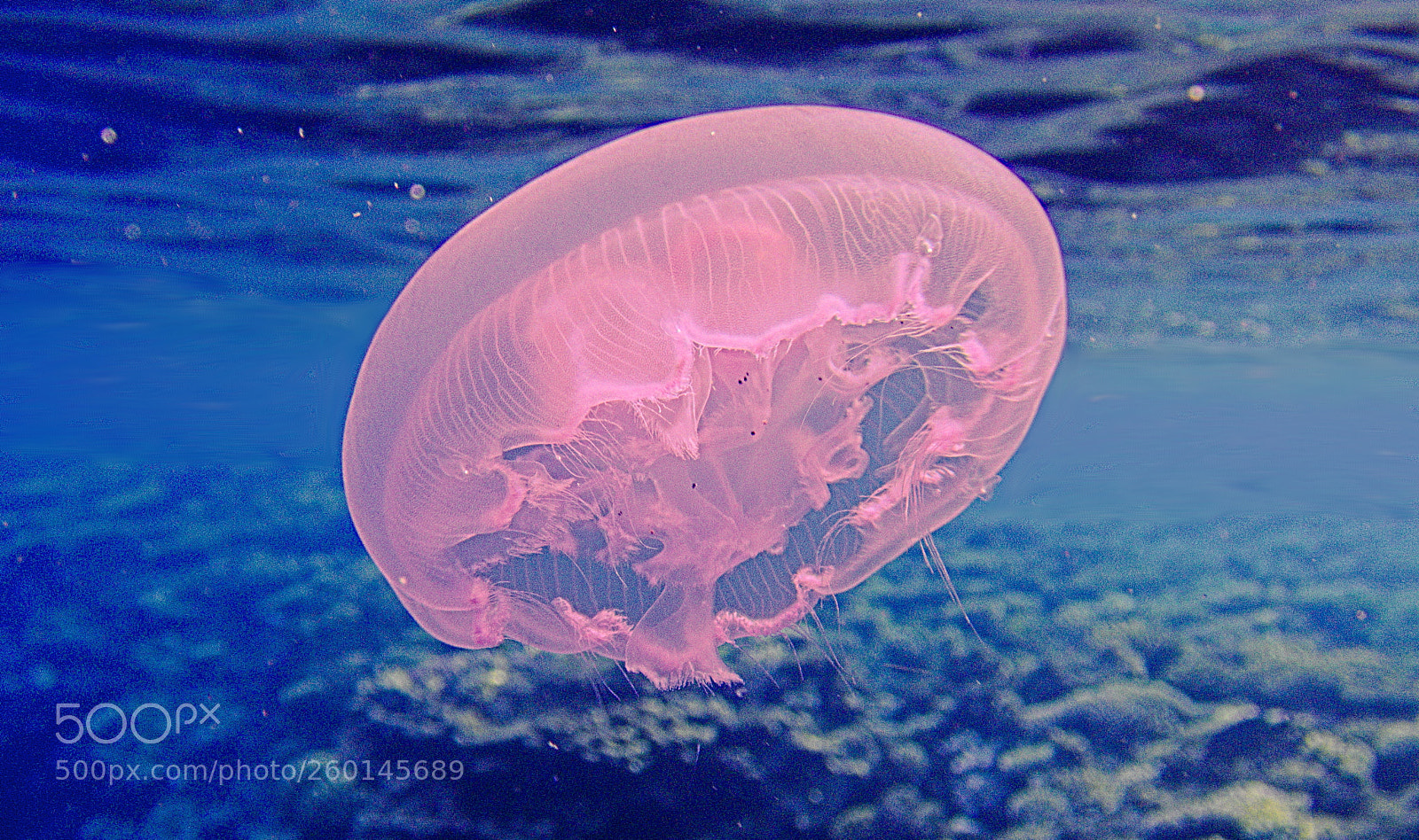 Olympus TG-5 sample photo. Medusa photography
