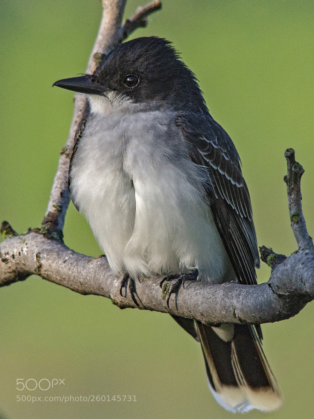 Canon EOS 7D sample photo. Eastern kingbird photography