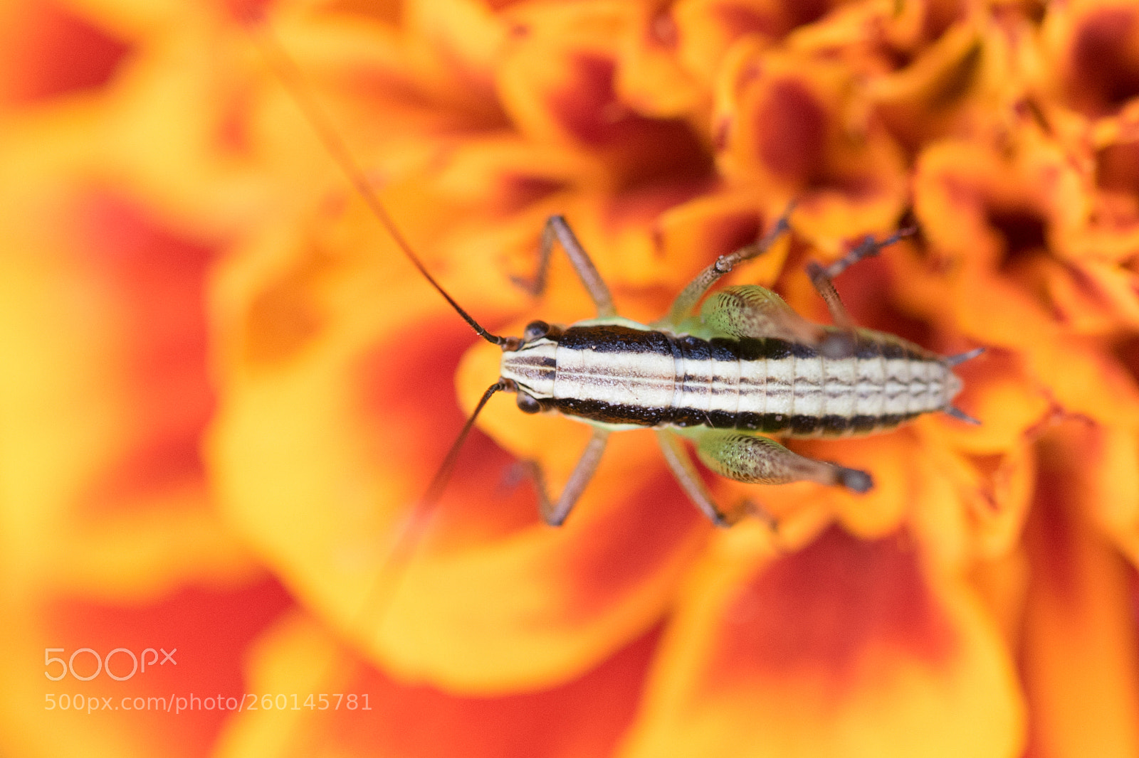 Nikon D750 sample photo. Locust texture photography