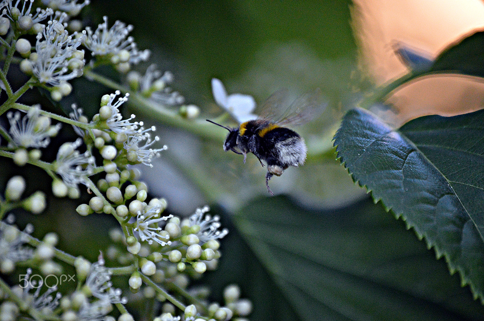 Nikon D3200 sample photo. Bee photography