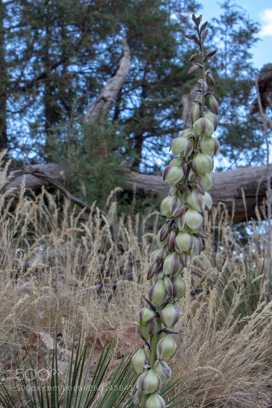 Canon EOS 7D Mark II sample photo. Blooming yucca photography