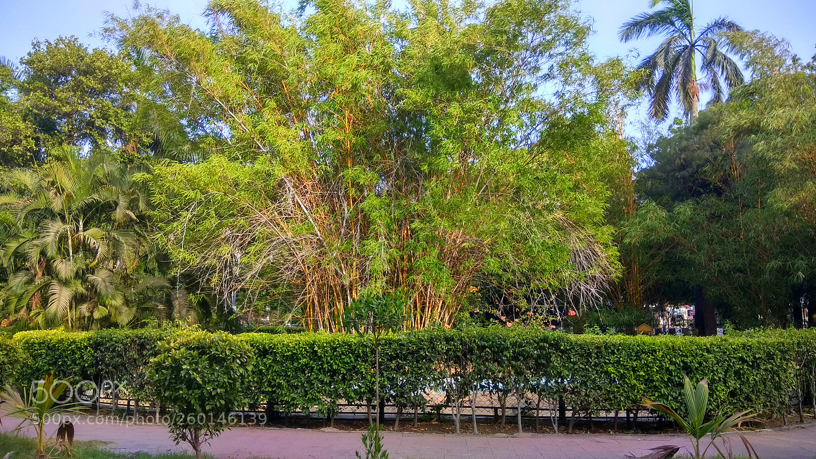 Xiaomi Redmi Note 4 sample photo. Gk photography