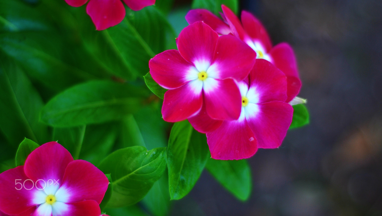 Nikon D3100 + Nikon AF Nikkor 50mm F1.8D sample photo. Simply vinca photography