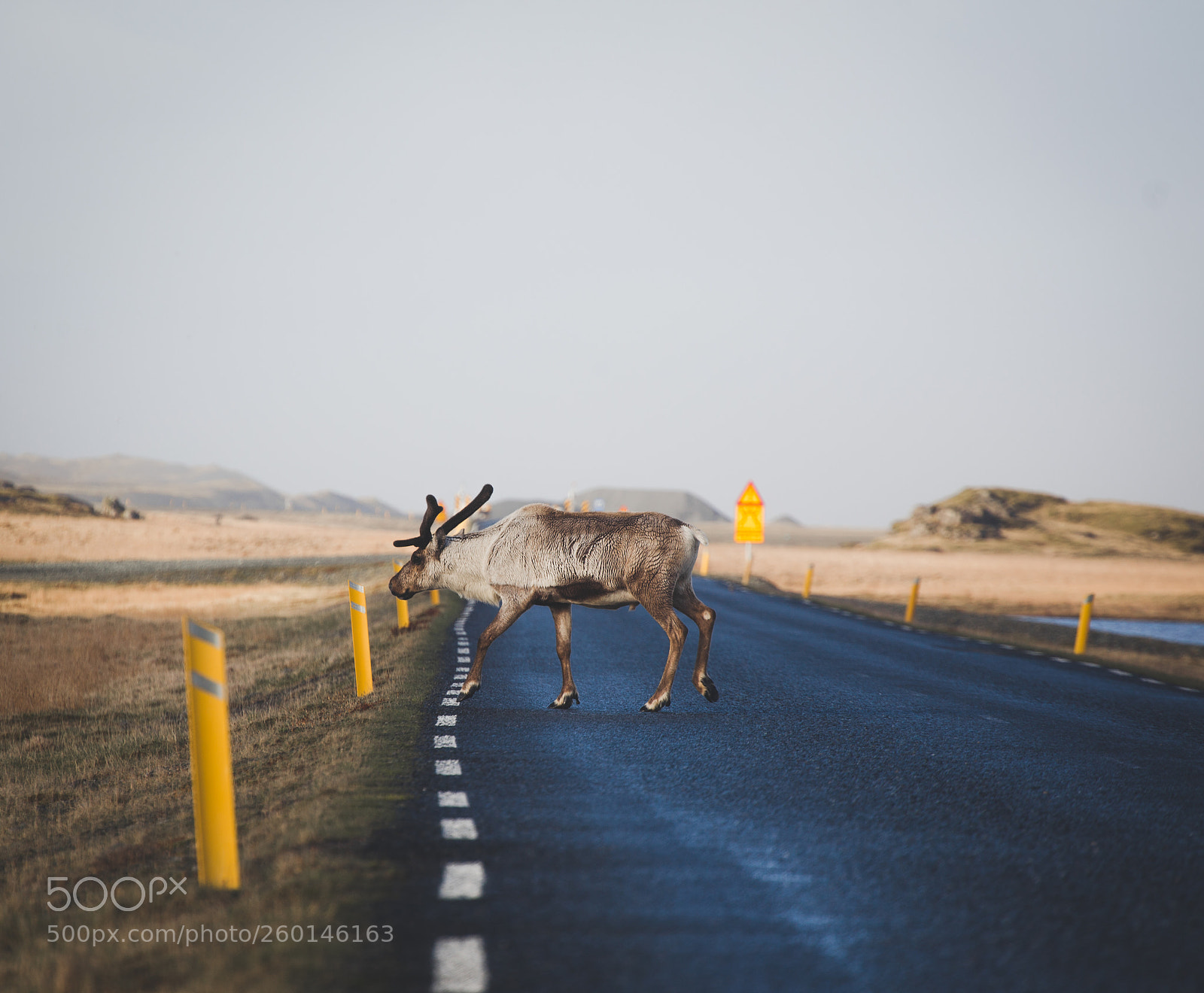 Canon EOS 6D sample photo. Reindeer crossing in iceland photography