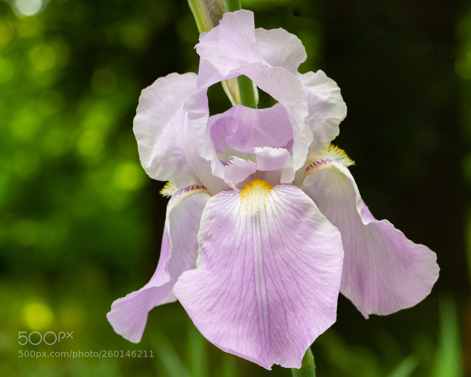 Nikon D7100 sample photo. Purple iris photography