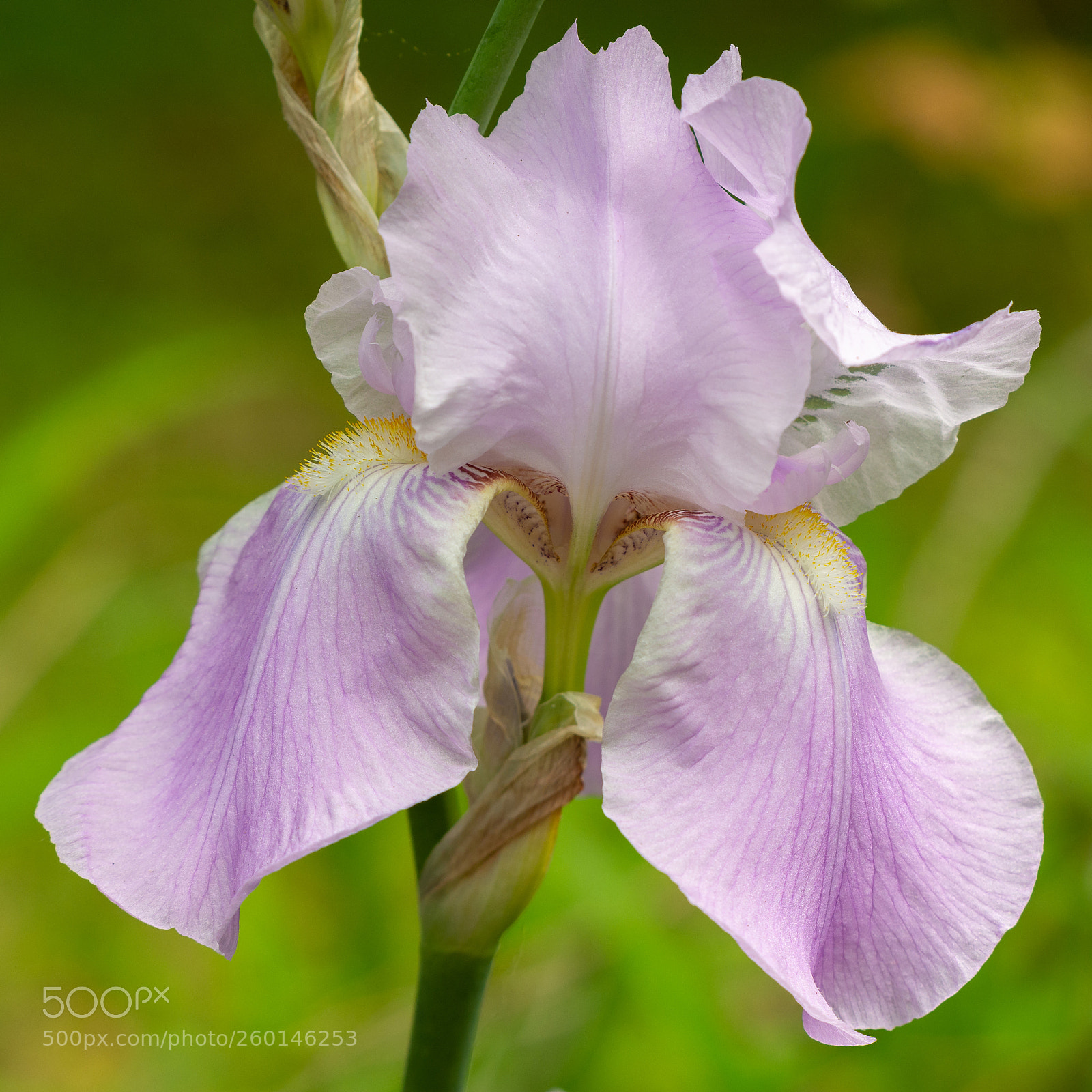 Nikon D7100 sample photo. Purple iris photography