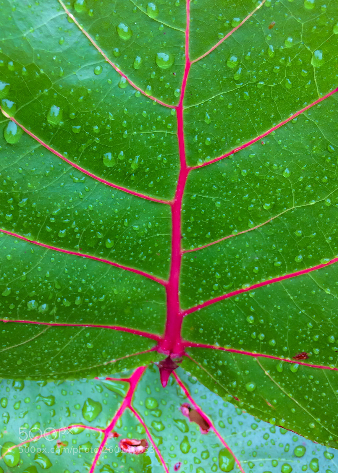 Apple iPhone 5s sample photo. Baygrape photography