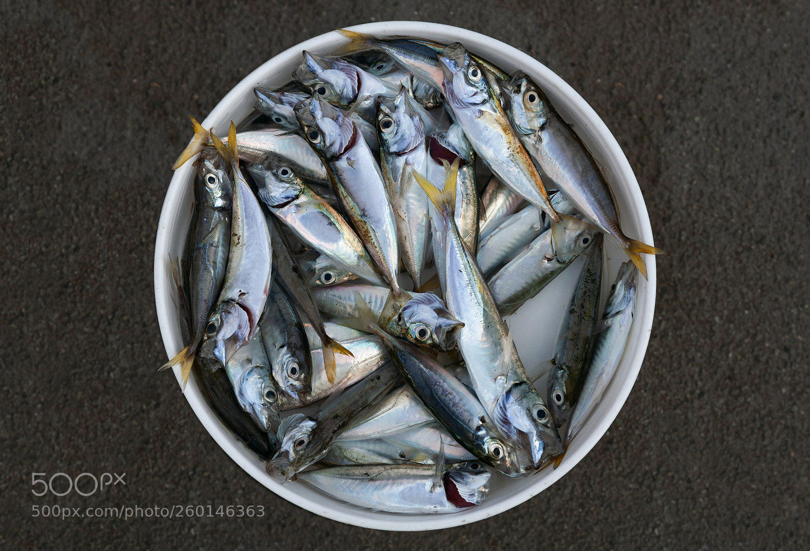 Canon EOS 5D sample photo. Caught fishes in bucket photography